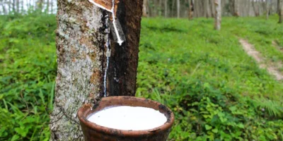 Pôvod latexu a jeho využitie